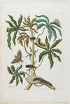 Caterpillars And Insects With Foliage (1705-1771)