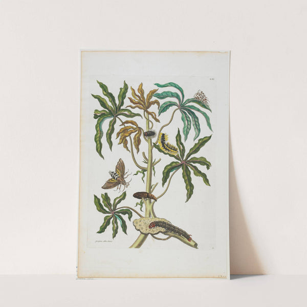 Caterpillars And Insects With Foliage (1705-1771) by Maria Sibylla Merian