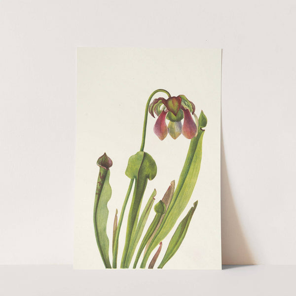 Catesby Pitcherplant. Sarracenia catesbaei (1925) by Mary Vaux Walcott