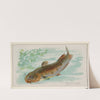 Catfish (1889) by Allen & Ginter