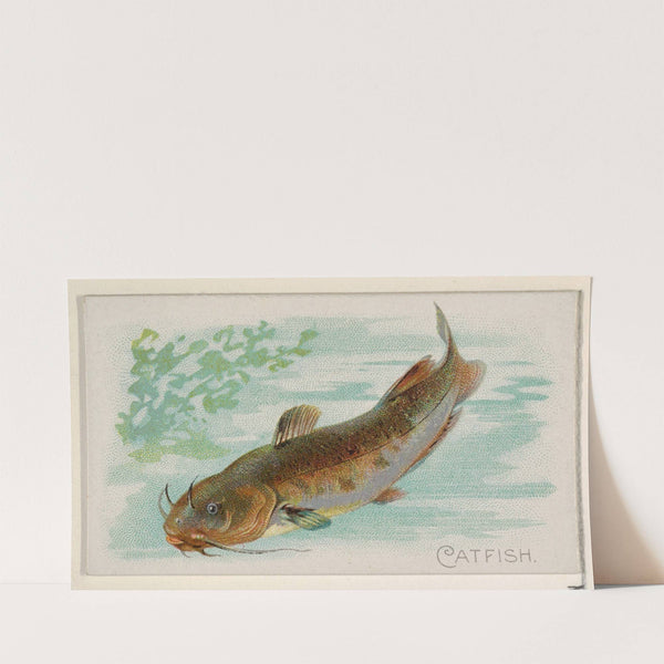 Catfish (1889) by Allen & Ginter