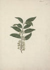 Catha edulis Forssk. (Khath)
