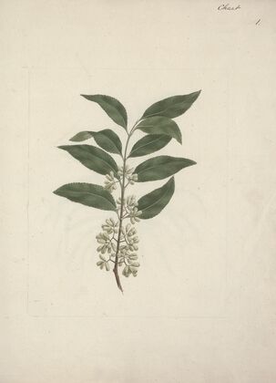 Catha edulis Forssk. (Khath)