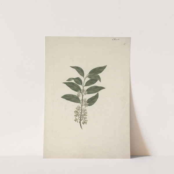 Catha edulis Forssk. (Khath) by Luigi Balugani