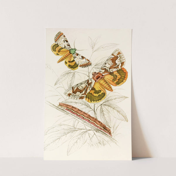 Catochala neogama, Catochala amesia by James Duncan