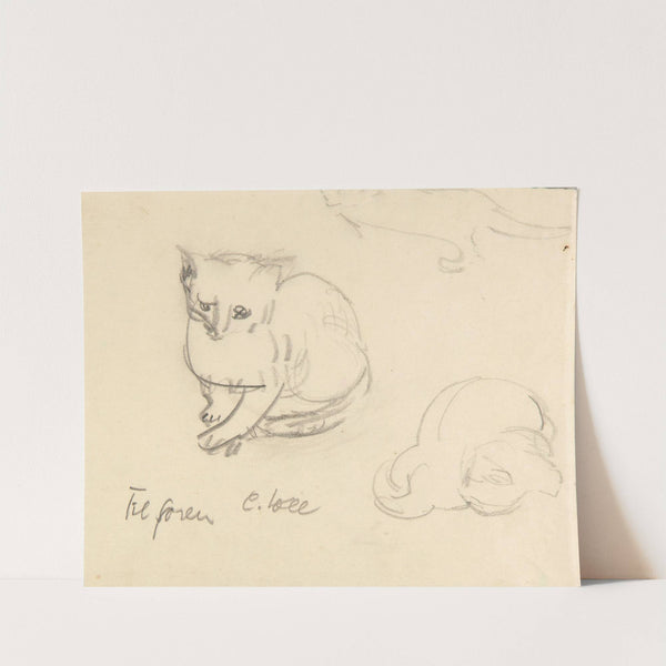 Cats by Christoph Voll