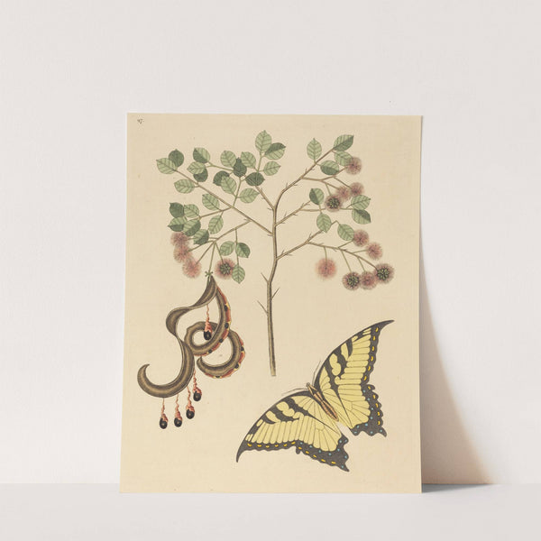 Cat's Claw (Mimosa circinalis) by Mark Catesby