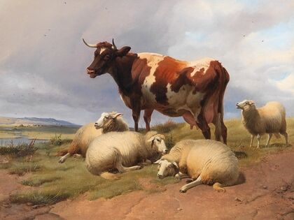 Cattle and sheep in a meadow in a vast landscape