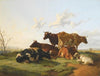 Cattle Grazing In Canterbury Meadows