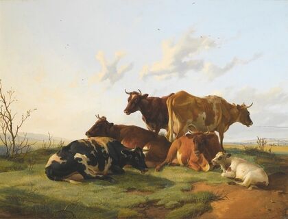 Cattle Grazing In Canterbury Meadows