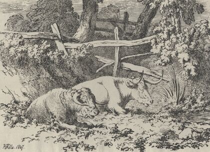 Cattle Resting