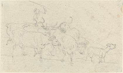 Cattle