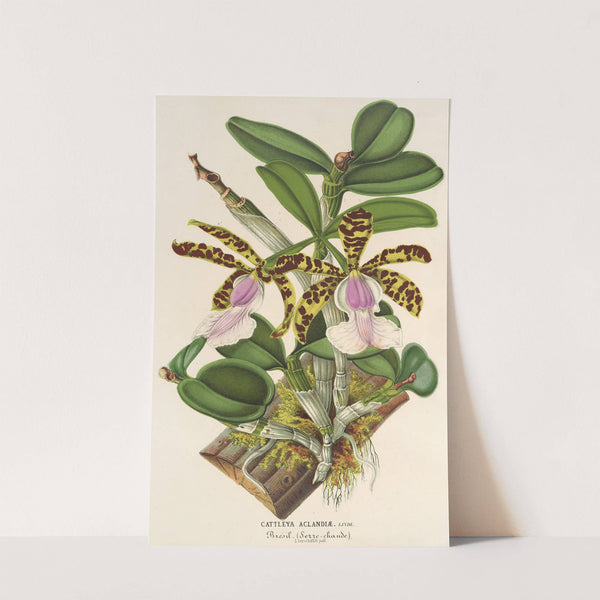 Cattleya Aclandiæ by Charles Antoine Lemaire