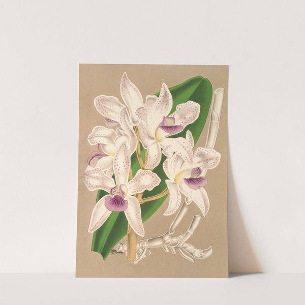 Cattleya amethystoglossa by Charles Antoine Lemaire