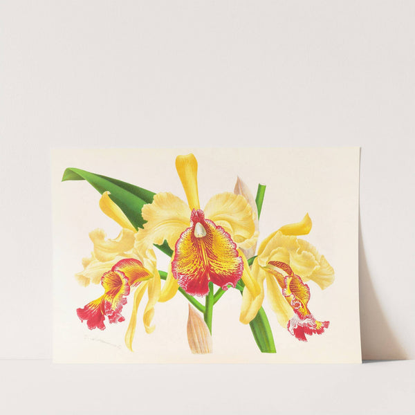 Cattleya Aurea by Jean Jules Linden