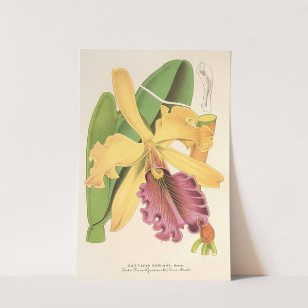 Cattleya Dowiana by Charles Antoine Lemaire