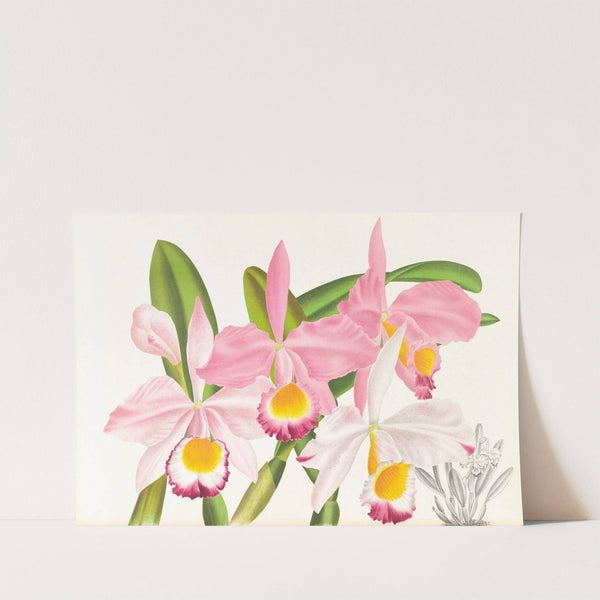 Cattleya eldorado by Jean Jules Linden