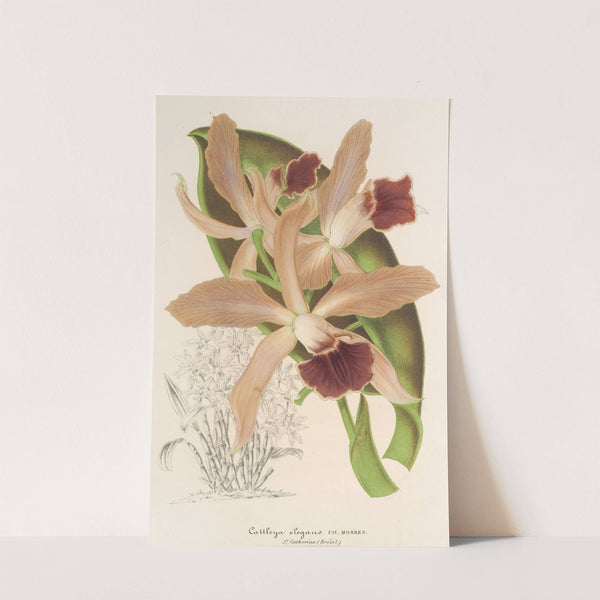 Cattleya elegans Ch. Morren by Charles Antoine Lemaire