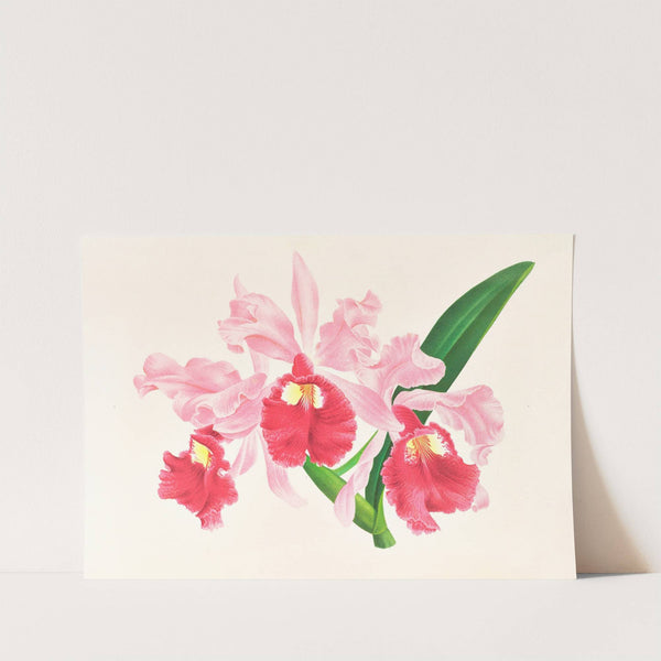 Cattleya gigas by Jean Jules Linden