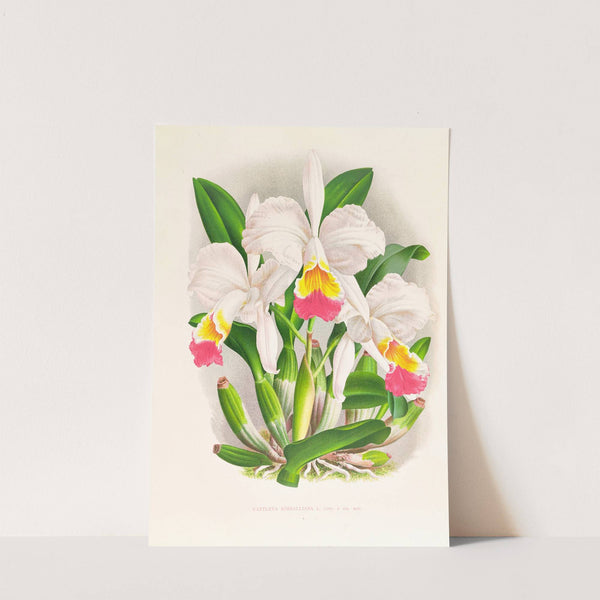 Cattleya kimballiana by Jean Jules Linden