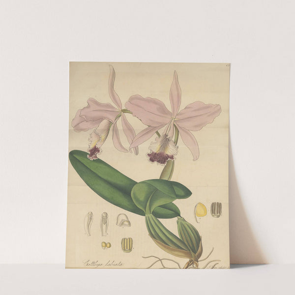 Cattleya labiata by William Jackson Hooker