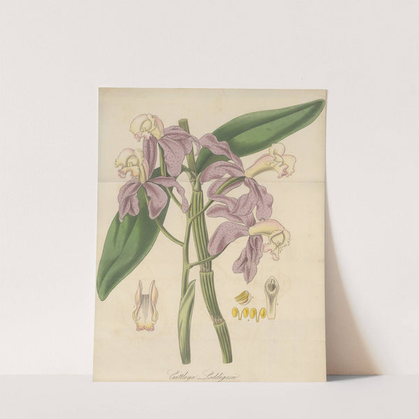 Cattleya Loddigesii by William Jackson Hooker