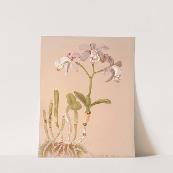 Cattleya Loddigesii. by Harriet Stewart Miner