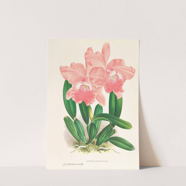 Cattleya Malouana by Jean Jules Linden