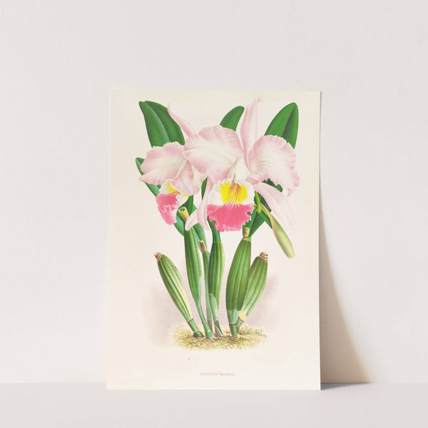 Cattleya Mendeli by Jean Jules Linden