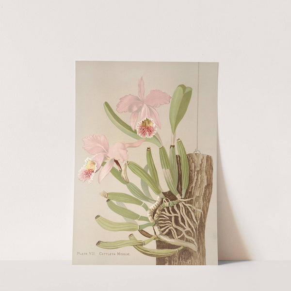 Cattleya Mosslae by Harriet Stewart Miner