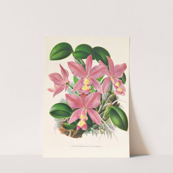 Cattleya nobilior by Jean Jules Linden