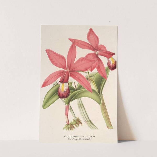 Cattleya superba, var. splendens by Charles Antoine Lemaire