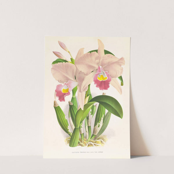 Cattleya Trianae. by Jean Jules Linden