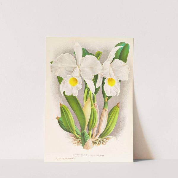 Cattleya Trianae by Jean Jules Linden