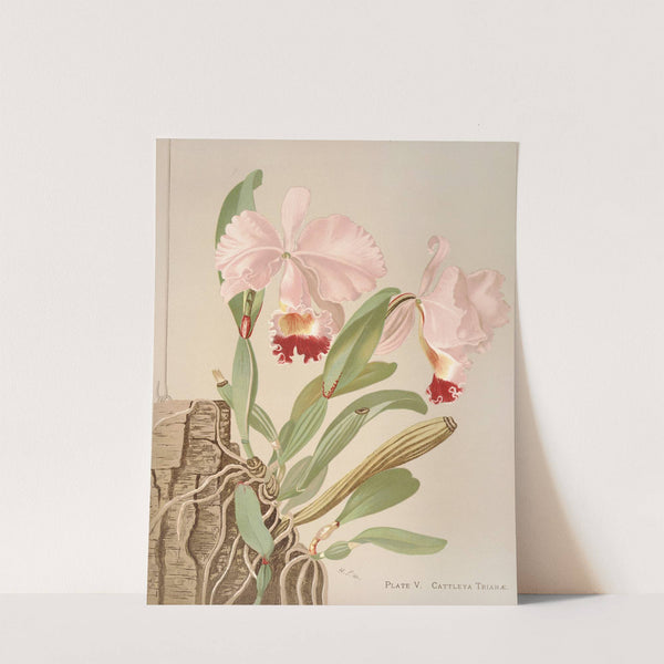 Cattleya Trianae by Harriet Stewart Miner