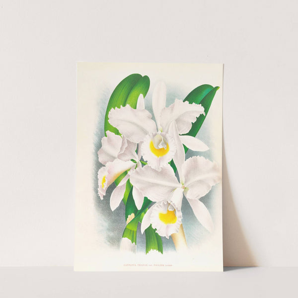 Cattleya Trianae var Pallida by Jean Jules Linden