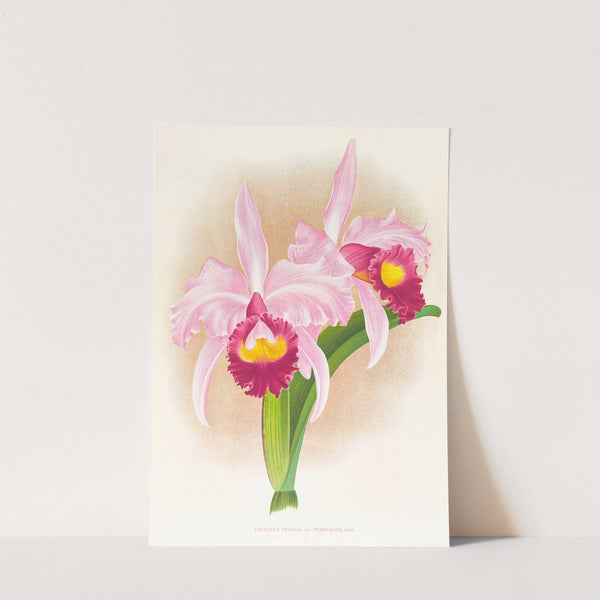 Cattleya Trianae var purpurata by Jean Jules Linden