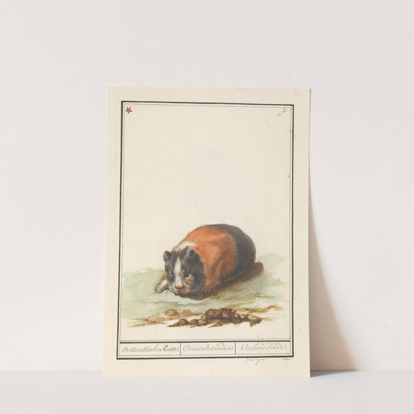 Cavia (Cavia) Oostindische Ratte. Cuniculus indicus Cochon d’inde (1596-1610) by Anselmus Boëtius de Boodt
