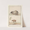 Cavia (Cavia porcellus) en varken 1. Indiaensche ratte. 2. 1. Cuniculus indicus 2. 1. Cochon d’inde 2. (1596-1610) by Anselmus Boëtius de Boodt