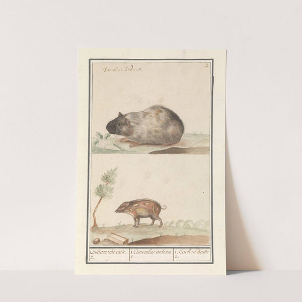 Cavia (Cavia porcellus) en varken 1. Indiaensche ratte. 2. 1. Cuniculus indicus 2. 1. Cochon d’inde 2. (1596-1610) by Anselmus Boëtius de Boodt