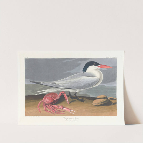 Cayenne tern by John James Audubon