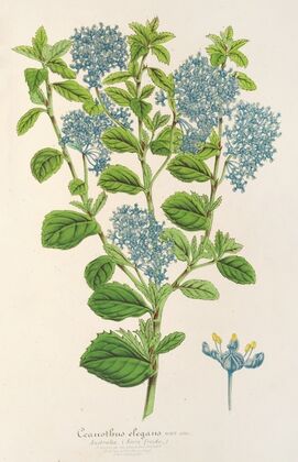 Ceanothus elegans