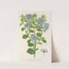 Ceanothus elegans by Charles Antoine Lemaire
