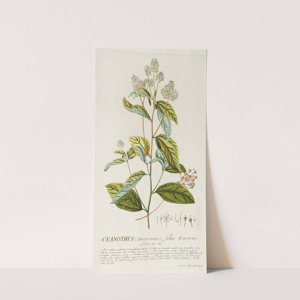 Ceanothus by Georg Dionysius Ehret