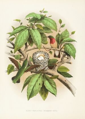 Cedar-Bird