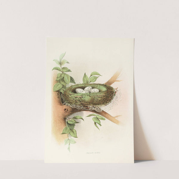 Cedar-Bird (1882) by Edwin L. Sheppard