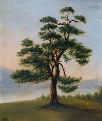 Cedar Tree — size preview