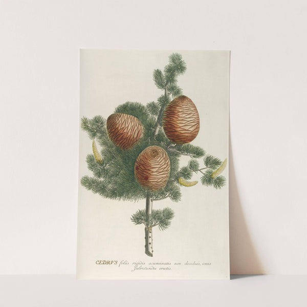 Cedrus by Georg Dionysius Ehret