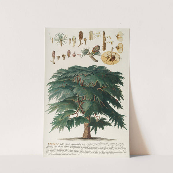 Cedrus II by Georg Dionysius Ehret