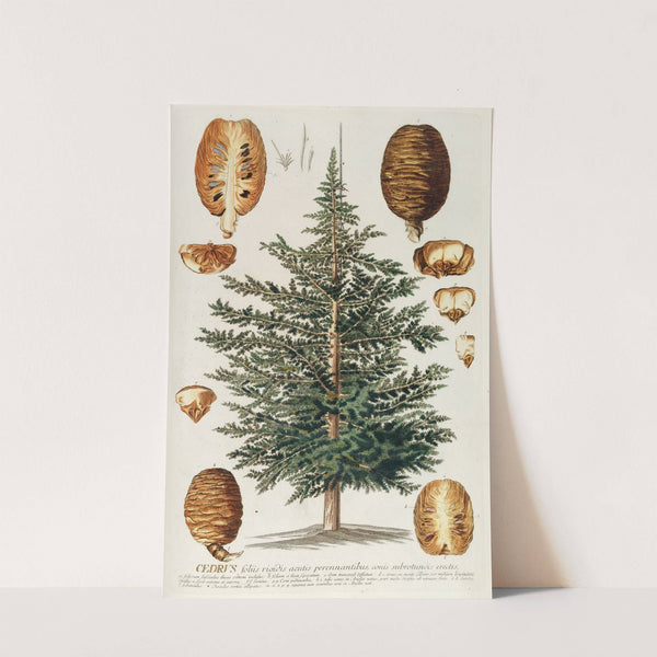 Cedrus III by Georg Dionysius Ehret